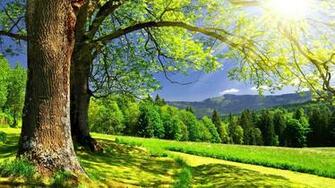 Forest Wallpaper S Collections