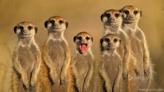 Meerkat Family HD Wallpaper IHD