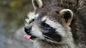 Raccoon Wallpaper Pets Cute And Docile