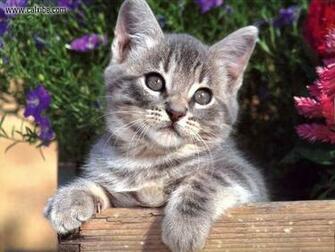 Cats Wall Papers Hq Still Pictures