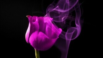 Purple Rose On A Black Background Wallpaper And Image