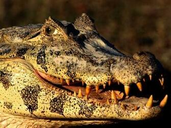 Have Black Caiman Wallpaper Reptiles Nature Collection