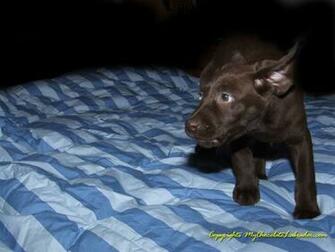 Chocolate Labrador Wallpaper Jackie The Lab