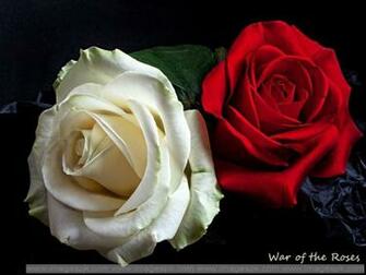Red And White Rose Imagepk