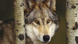 Wolf Face Wallpaper