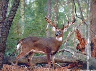 Monster Whitetail Bucks Wallpaper Find That Buck Fever Is