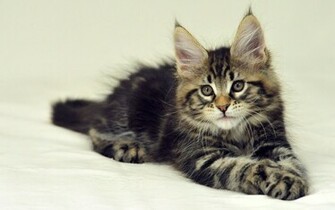 Wallpaper Maine Coon Cat