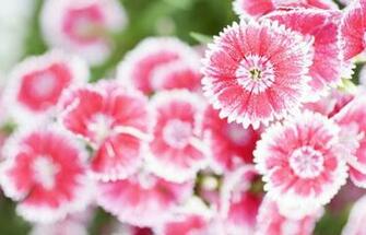 Summer Flower Background