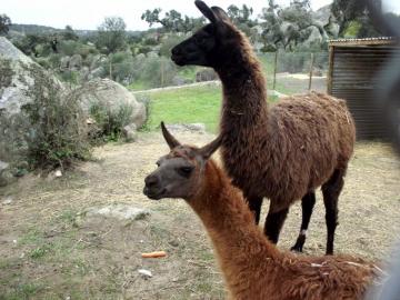 Portugal Quinta Pedagogica Do Pedrogao Alentejo Alpacas And