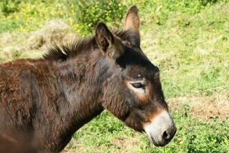 Donkey Photos Wallpaper Desktop Background