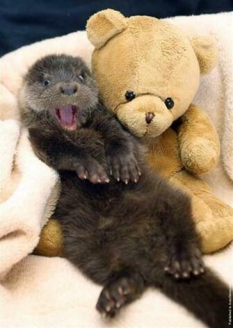 Baby Otter