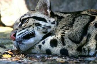 Clouded Leopard Wallpaper
