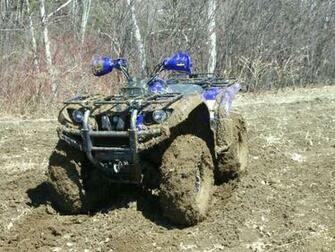 Grizzly Mudding Wallpaper