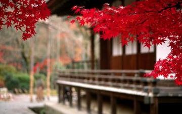 Nature Red Leaves Autumn Wallpaper