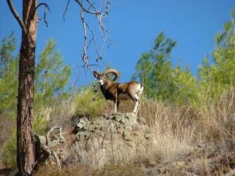 File Cyprus Wild Mouflon Agrino Jpg