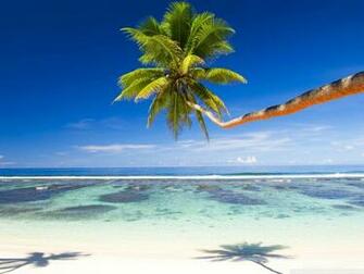 Palm Tree Over Tropical Beach Phone Wallpaper By Tink