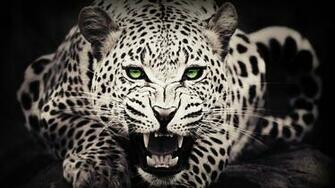 Cheetah HD Wallpaper