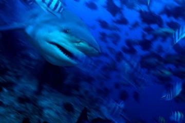 The Problem With Sharks New York Times
