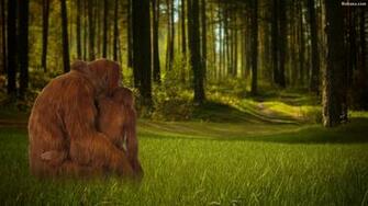 Orangutan Wallpaper HD Background Image Pics Photos