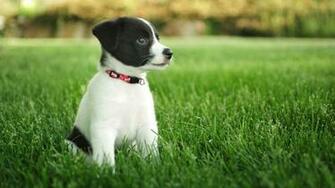 Spring Desktop Background With Puppies