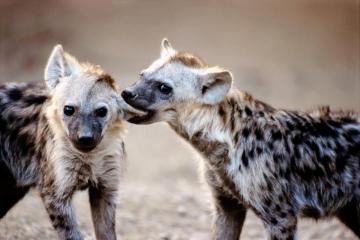 Hyena Wallpaper For Your Desktop Mobile