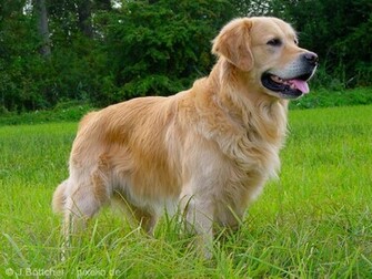 Dogs Desktop Background You Can