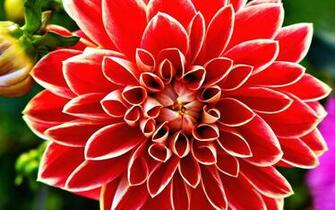 Desktop Wallpaper Of Dahlia Flower Computer