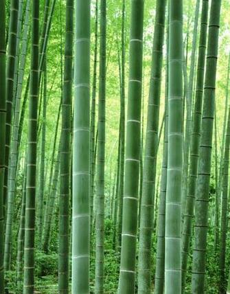 Zen Bamboo Wallpaper HD
