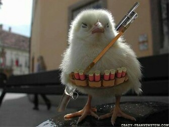 Funny Animals Chicken