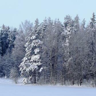 Winter Forest Scene iPad And Mini Wallpaper