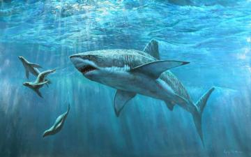 Shark HD Wallpaper And Background