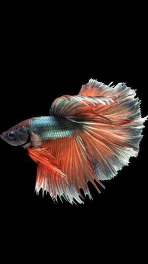 Apple iPhone 6s Wallpaper With Multicolor Male Betta Fish In Dark