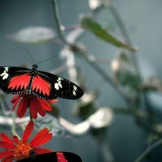 Butterfly Wide Wallpaper HD Desktop Widescreen Tablet