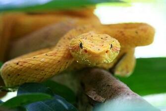 Eyelash Viper Ii By Globalgraphic