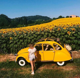 Yellow Aesthetic Image Wallpaper