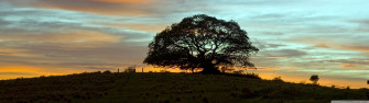 Summer Tree Sunset Ultra HD Desktop Background Wallpaper For