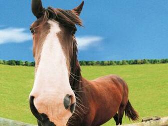 Funny Farm Animals Wallpaper