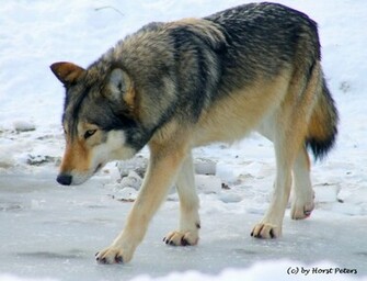 Timber Wolf Wallpaper