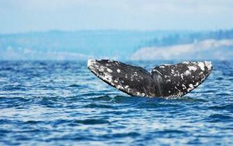 Tail Of A Whale Above The Surface HD Whales Wallpaper Background