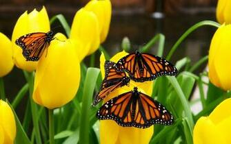 Butterflies Wallpaper Animals In Jpg Format