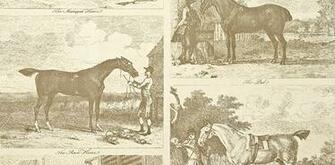 Gilpin Horses Wallpaper Cream With Etched Equestrian