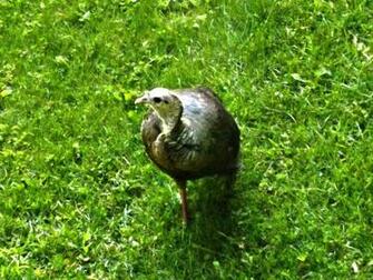 Wild Turkey High Quality And Resolution Wallpaper On