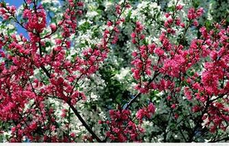 Awesome Spring Wallpaper Photos