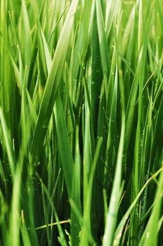 Green Grass iPhone Wallpaper Mobile Desktop