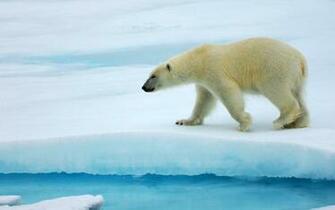 Polar Bear Wallpaper HD Desktop