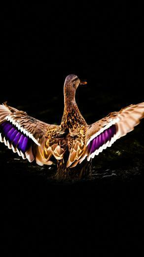 HD Abstract Mallard Design Xiaomi Mi Wallpaper Mobile
