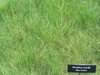 Lazy Gardening Watching Grass Grow Blue Grama