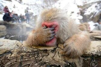 Japanese Macaque Wallpaper X Net