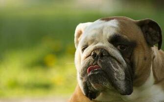 English Bulldog Picture Wallpaper Computer Best