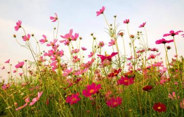 Wallpaper Field Summer Flowers Pink